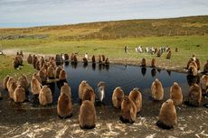 Königspinguin (80 von 84).jpg